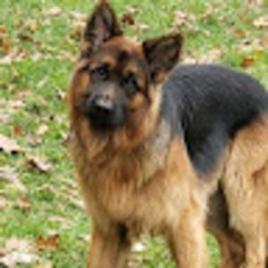 Meet your Posher, Carl